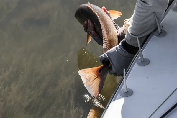 redfish release pic
